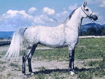 arabian horse